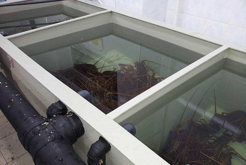 cómo criar cangrejos de río en casa en el garaje