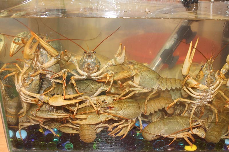 cría de cangrejos de río en un gran acuario