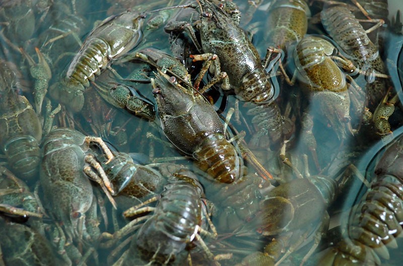cómo criar cangrejos de río en casa