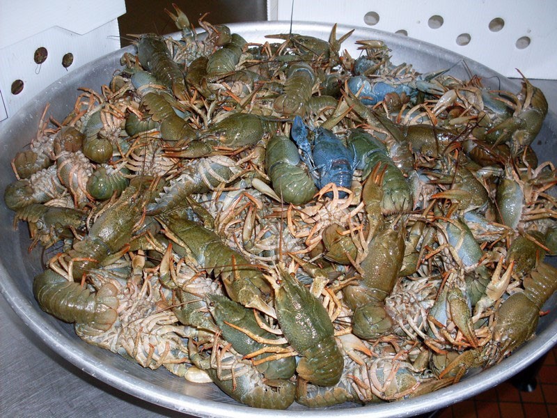 cangrejos de río cultivados en casa