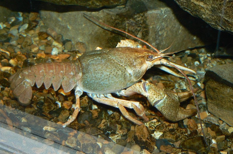 cangrejo de río de garras angostas