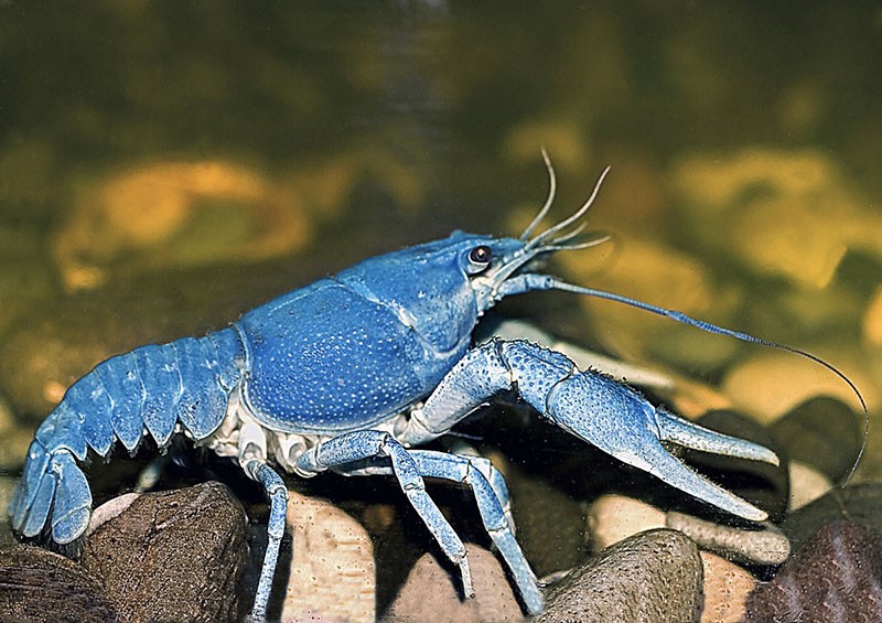cáncer azul cubano