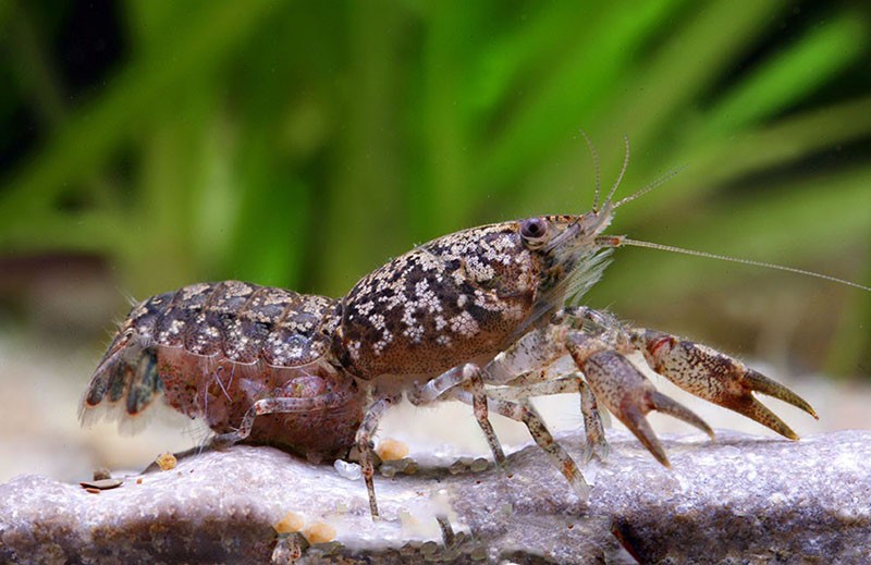 cangrejos de mármol