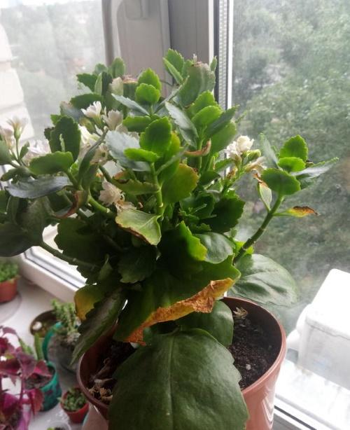 Kalanchoe laisse sécher