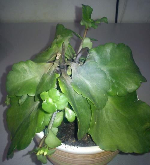 Garrot de Kalanchoe