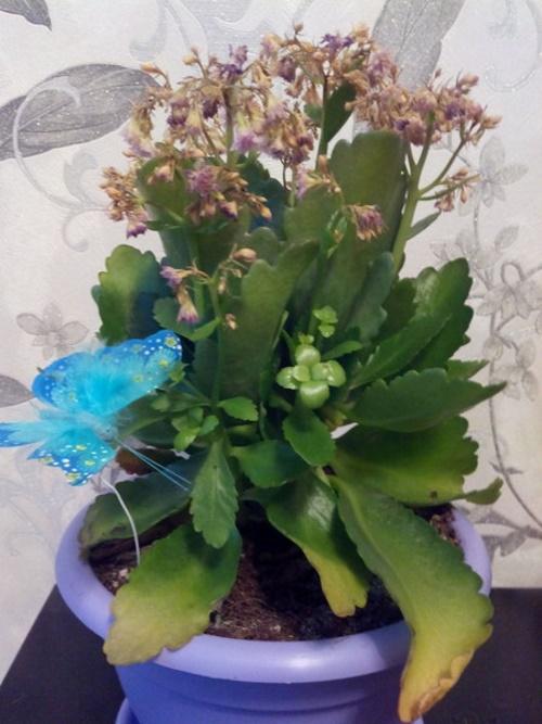 comment réanimer Kalanchoe