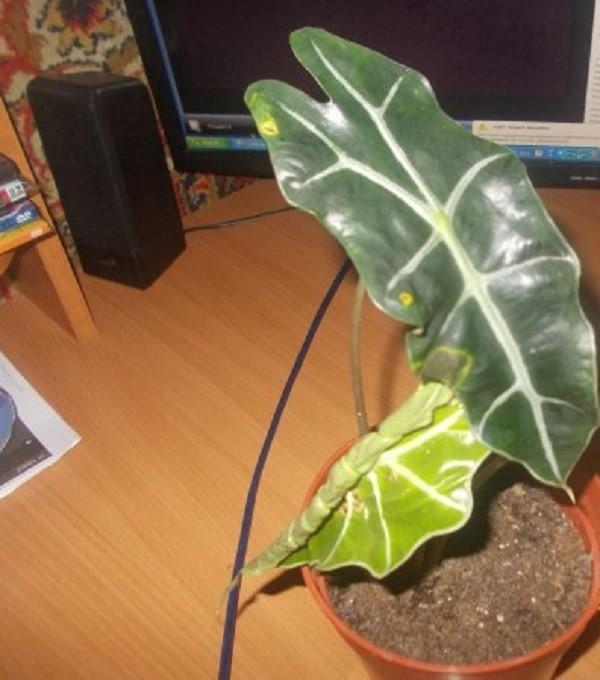 alocasia con descuento