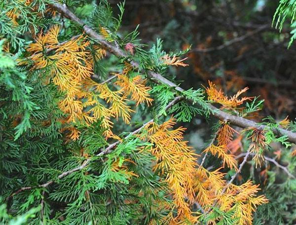 coloración amarillenta natural de las agujas de thuja