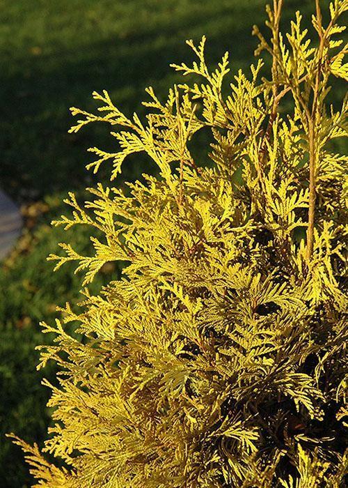 cambio estacional en el color de las agujas de thuja