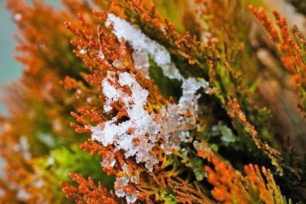 le thuya est devenu jaune après l'hiver