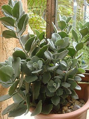 Buen desarrollo del Kalanchoe trasplantado.