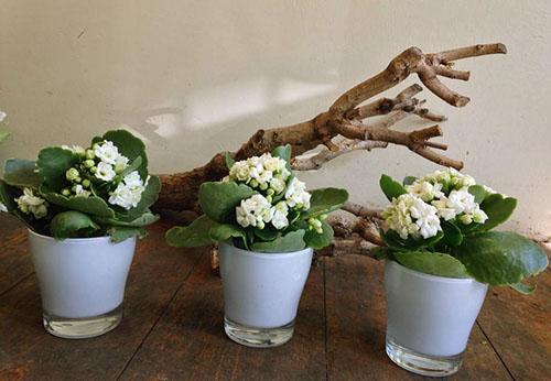 Las flores de Kalanchoe trasplantadas