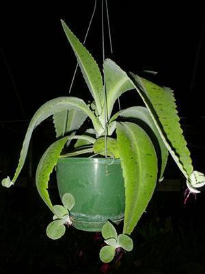 Puedes plantar el Kalanchoe con capas hijas o niños.