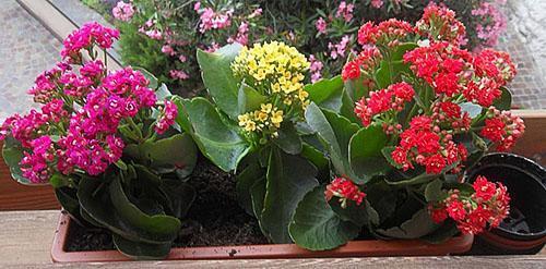 La sélection correcte d'un pot est l'une des étapes de la floraison de Kalanchoe