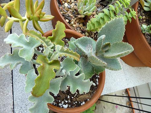 Una vasija de cerámica es lo mejor para Kalanchoe.