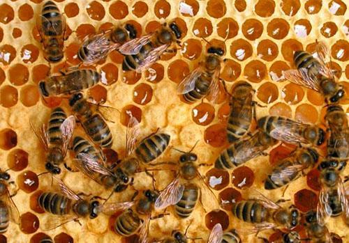 Le miel le plus utile est le miel récolté par les abeilles
