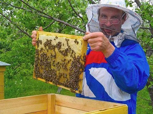 Recolectando miel en el colmenar