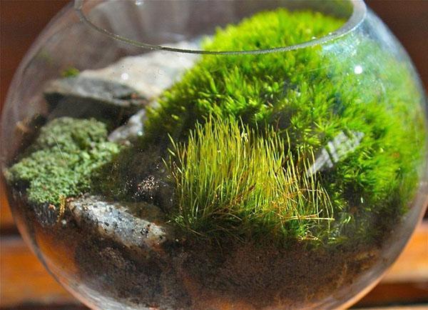 mousse pour terrarium