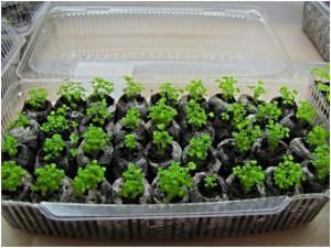 germination de fraises dans des comprimés de tourbe
