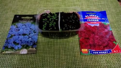 fechas de siembra de ageratum