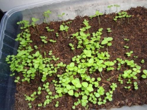 plántulas de ageratum