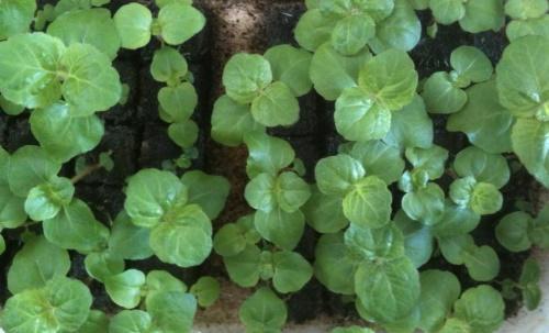 plántulas de ageratum