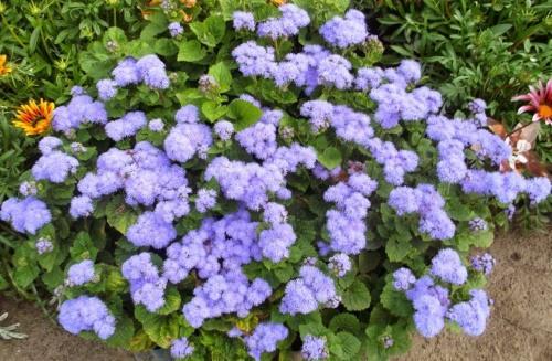 como plantar ageratum