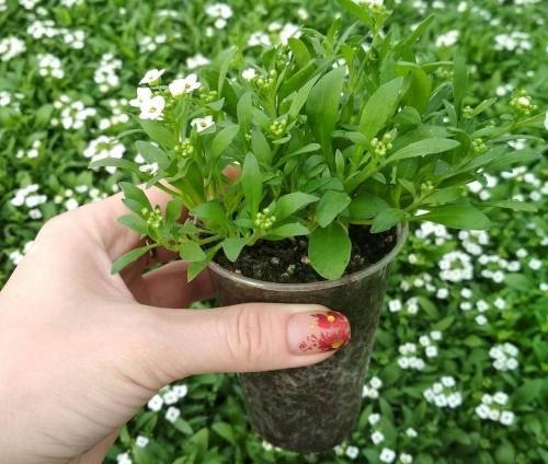 plántulas de alyssum