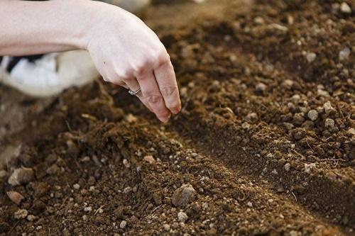 sembrando alyssum en campo abierto