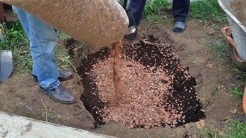 suelo para arándanos