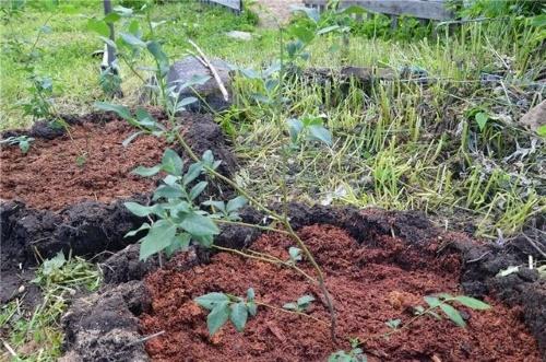 plantar una plántula de arándano