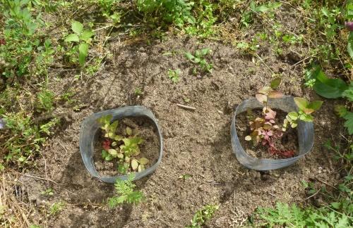 plantar semillas de arándano