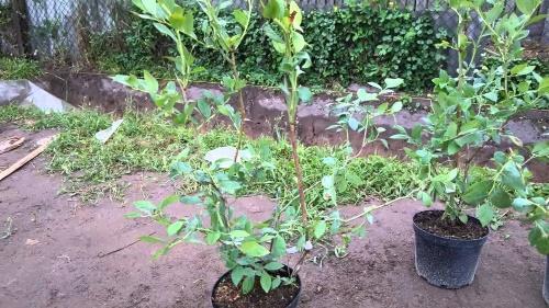 como plantar arándanos