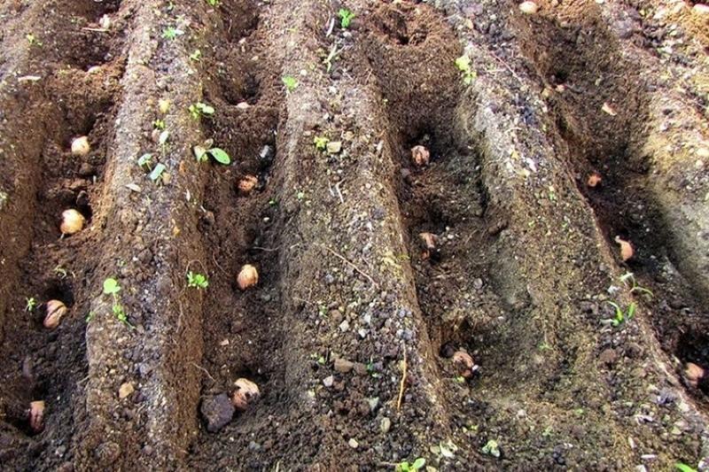 plantación otoñal de nueces en el suelo