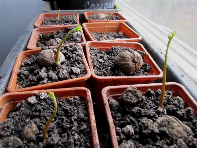 plantar una nuez en primavera para plántulas