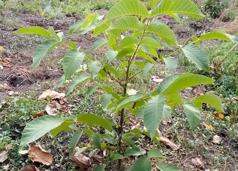 cuidado de plántulas de nueces