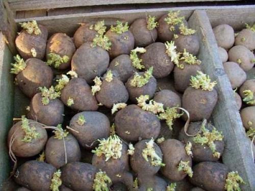 germinación de patatas