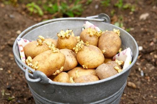 como plantar patatas