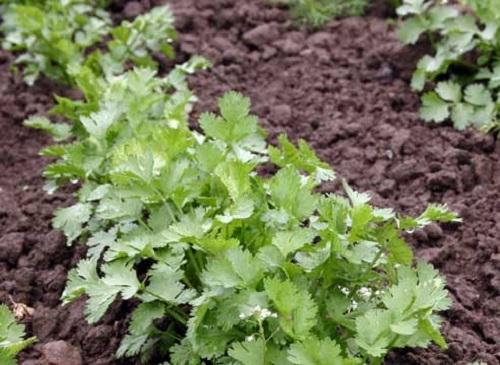 brotes tiernos de cilantro