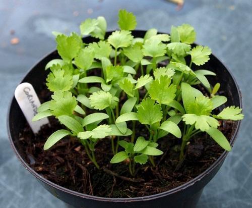 cilantro en una olla