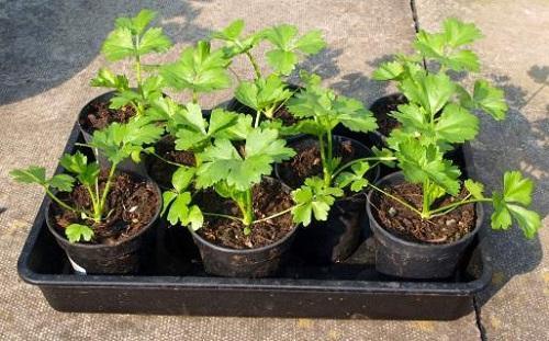 cilantro en tazas