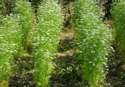 cilantro en flor