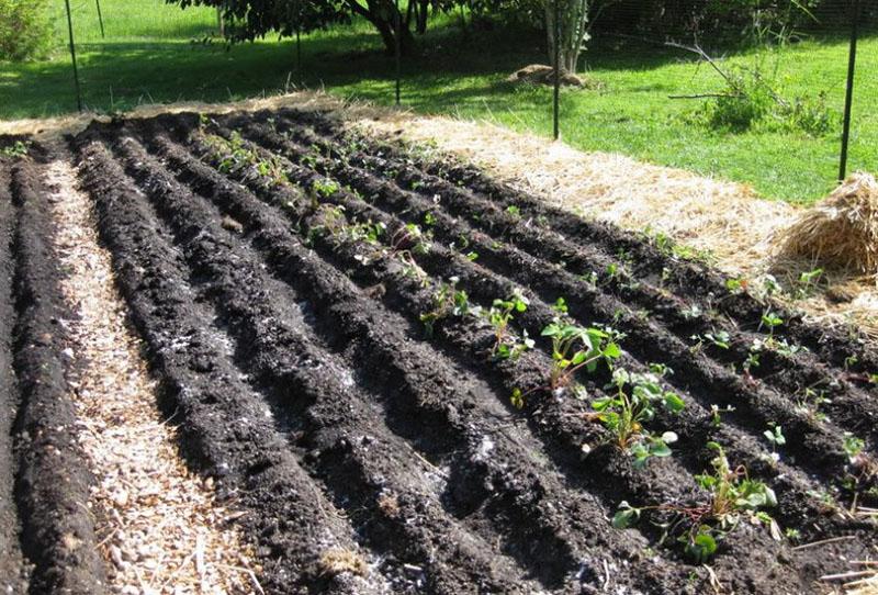 cómo plantar fresas en campo abierto