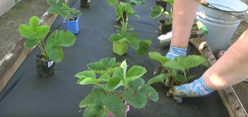 plantar fresas en arbustos separados