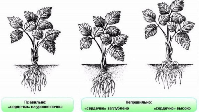 como plantar fresas correctamente