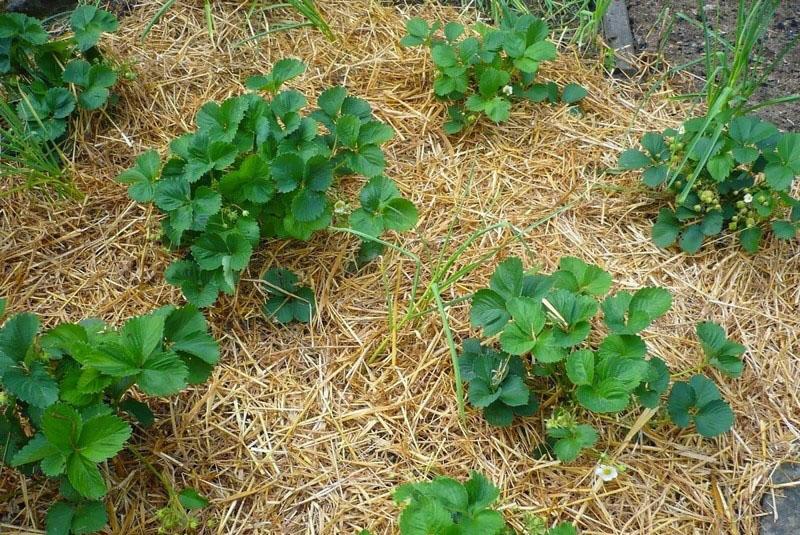 plantación de fresas con mantillo