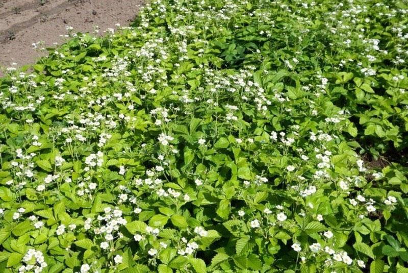 alfombras de plantación de fresas