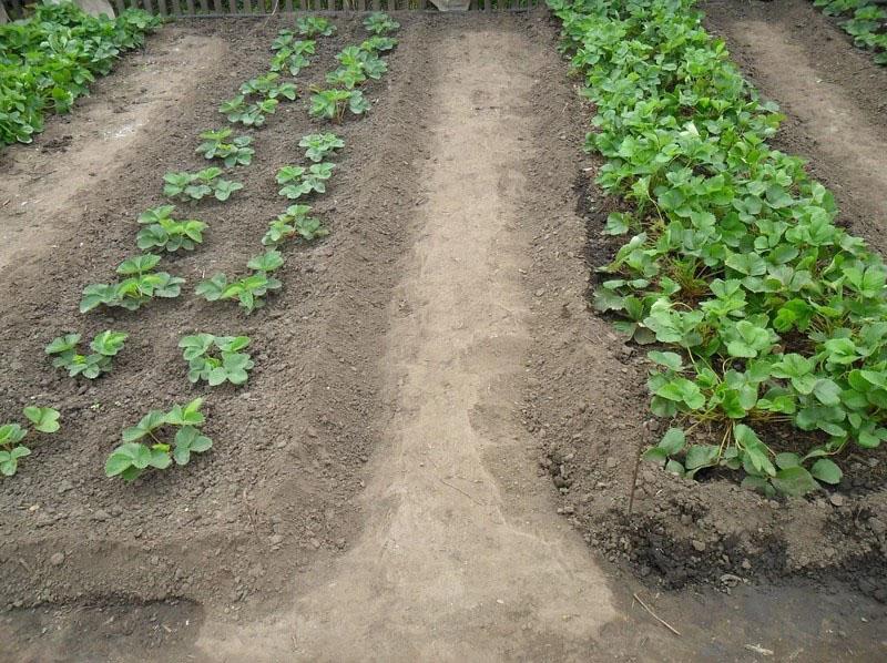 plantar fresas en camas