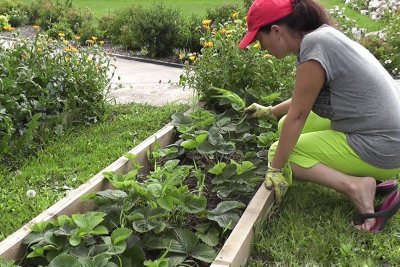 cómo plantar fresas en tecnología alemana