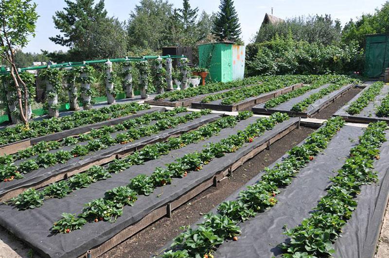 cultivo de fresas con tecnología finlandesa